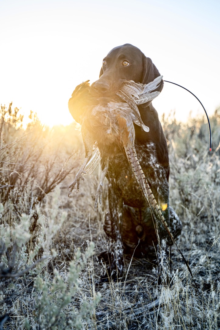 In a dog’s&nbsp;eyes…