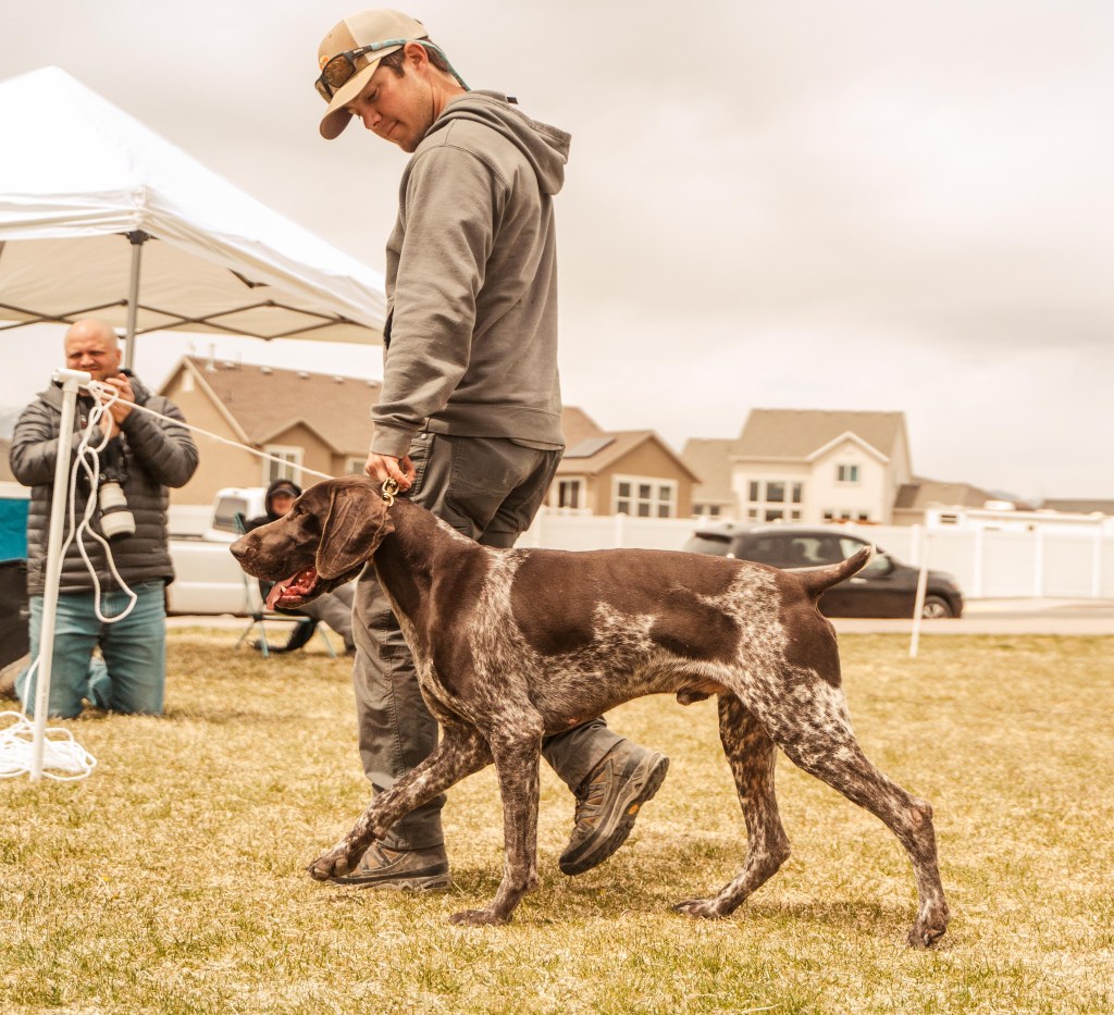 Hunting vs Testing&nbsp;Dogs